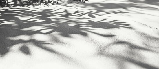 Abstract black and white shadows of tropical leaves on smooth sand create unique patterns with soft contrasting textures and serene natural beauty.