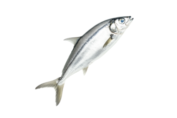 Fresh sardine fish with detailed scales and fins isolated on white transparent background, symbolizing canned seafood