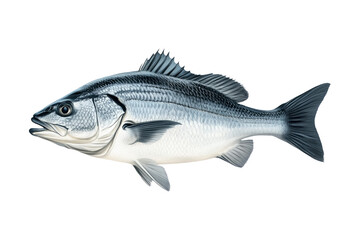 Fototapeta premium Silver sea bass fish isolated on white transparent background, showcasing its shiny scales and natural texture.