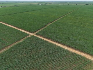 Aerial view of sugarcane plants growing at field with intersection soil street in Lampung, Indonesia.