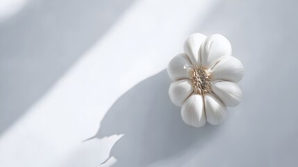 garlic bulbs header for food or health and wellness site or blog