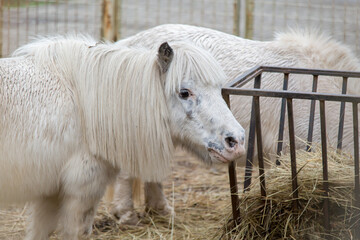 White ponies eating hay from a metal feeder in a fenced paddock, showcasing their thick winter coats and long manes, symbolizing farm life and animal care