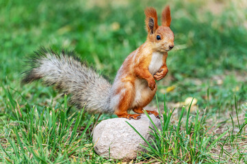 A full-length portrait of a red squirrel with a fluffy tail, who sits on a large stone and presses her left paw to her chest, looking curiously at the camera.
