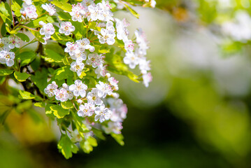 White hawthorn flowers on a green natural background