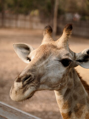 Obraz premium portrait of a giraffe