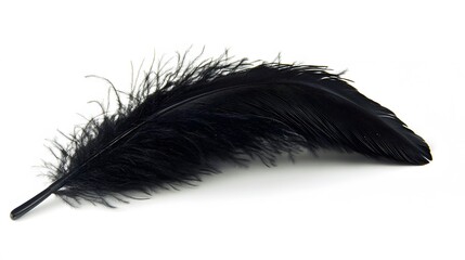 Obraz premium 17. A black feather on a white background