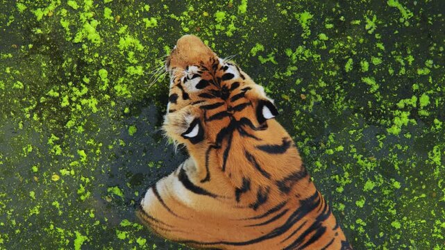 Top view of beautiful tiger swimming in a pond covered with green algae, enjoying a refreshing moment in its zoo enclosure