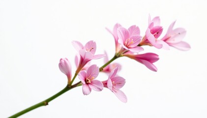 Obraz premium Delicate pink limonium twig, isolated on white , summer, gentle