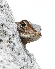 Obraz premium A close-up of a curious lizard peeking from behind a textured rock against a bright background