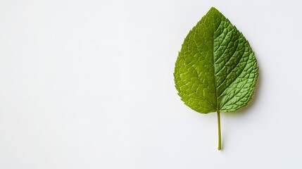 44. A fresh mint leaf on a white background