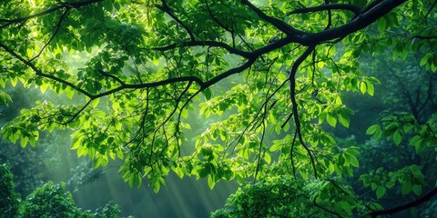 Fototapeta premium Vibrant green tree branches with thick lush leaves illuminated by soft morning light creating a serene natural setting with rich foliage