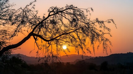 Sunset silhouette of acacia tree african landscape nature photography serene environment closeup view tranquil concept