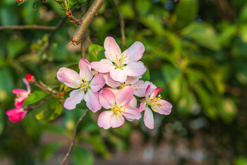 Fototapeta premium Pink Chinese flowering crabapple blossoms