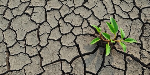 Small green plant struggling to survive in cracked dry ground, symbolizing the effects of a severe drought, survive, severe, dry
