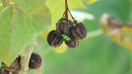 Scutelleridae is a family of true bugs. They are commonly known as jewel (stink) bugs or metallic shield bugs due to their often brilliant coloration