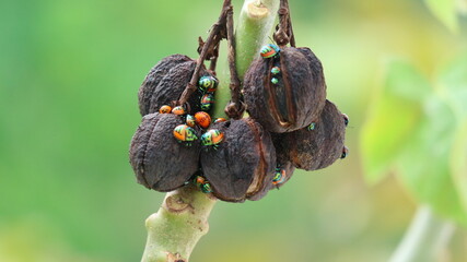 Scutelleridae is a family of true bugs. They are commonly known as jewel (stink) bugs or metallic shield bugs due to their often brilliant coloration