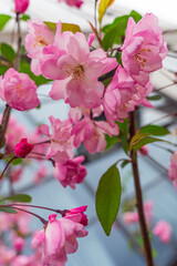 Obraz premium Pink Chinese flowering crabapple blossoms
