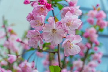 Pink Chinese flowering crabapple blossoms