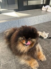 Cozy Moments: Young Pomeranian Relaxing on the Terrace 