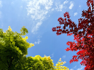 Japanese maple trees red and yellow green foliage against sky.