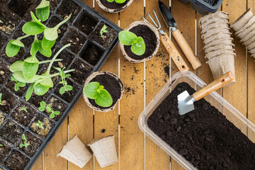 Gardening supplies and seedlings on wooden table: cultivating young plants in home garden