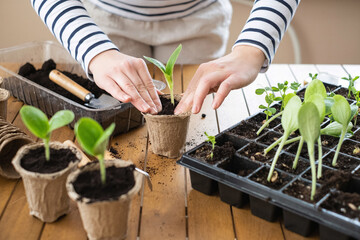 Young caucasian female gardening indoors with seedlings and soil in biodegradable pots