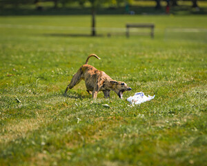 Course au leurre whippets