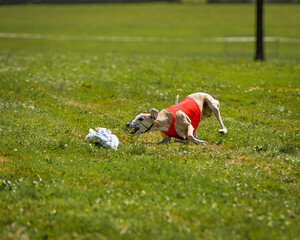 course au leurre whippets
