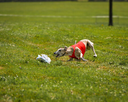 course au leurre whippets