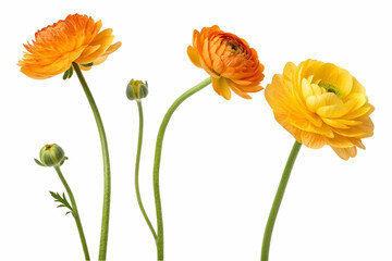 Obraz premium Brightly colored ranunculus flowers in orange and yellow, showcasing their layered petals and graceful stems against a white background.