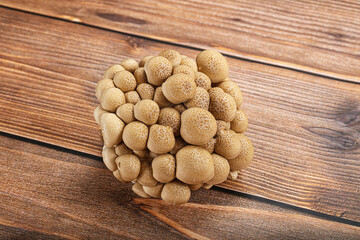 Raw asiam delicacy mushroom Shimeji