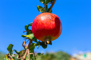 Ripe red pomegranate hangs from a branch against a clear blue sky, surrounded by green leaves. Tropical red fruits