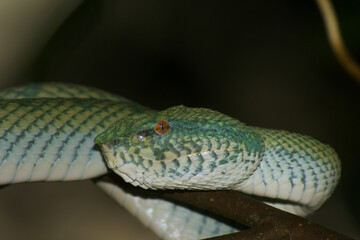 Wagler's pit viper (Tropidolaemus wagleri), female snake, curled on a branch, Sarawak, Borneo