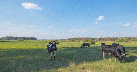 Herd of cows are grazing in a field on a sunny day