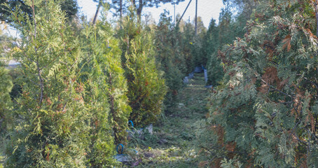Path through a forest with trees on either side