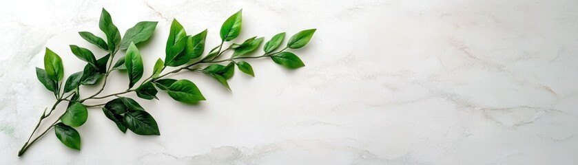 Green sprig on marble background.