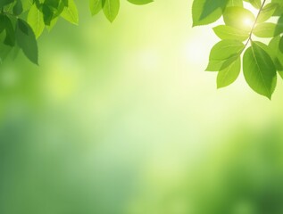 Obraz premium Sunlit Green Canopy 