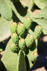 Thickets of wild cacti. Southern and tropical plants