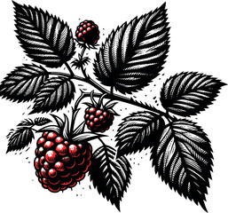 Detailed black and red botanical illustration of a raspberry branch, reminiscent of vintage prints. Antique Illustration: Raspberry Plant with Leaves and Fruit