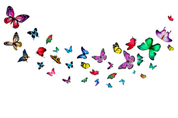 Butterflies Stock image in white background.