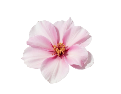 pink flower isolated on white