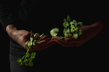 Woman holding green leaves on vine