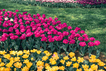 チューリップ畑