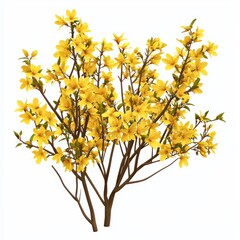 Forsythia bush with bright yellow flowers blooming in early spring, isolated on white background