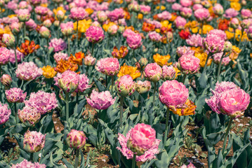 チューリップ畑