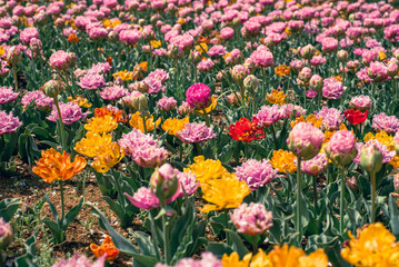 チューリップ畑