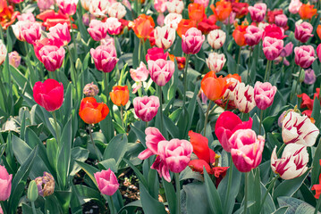 チューリップ畑