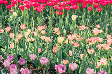 チューリップ畑
