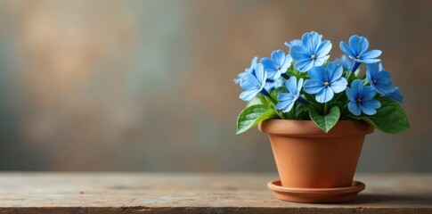 Blue forget me nots on a terracotta pot with flowers, terracotta, potter, blooms