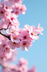 Obraz premium Cherry Blossom Festival. Flowers against a clear blue sky with space for text